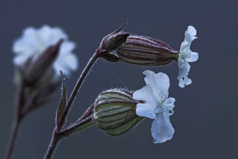 Nächtliche Blüte...