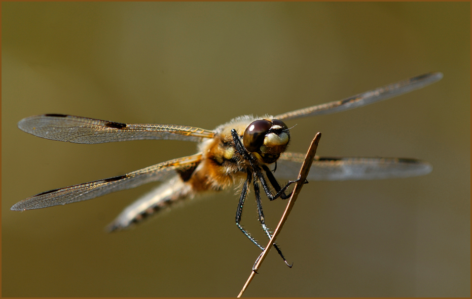 Vierflecklibelle