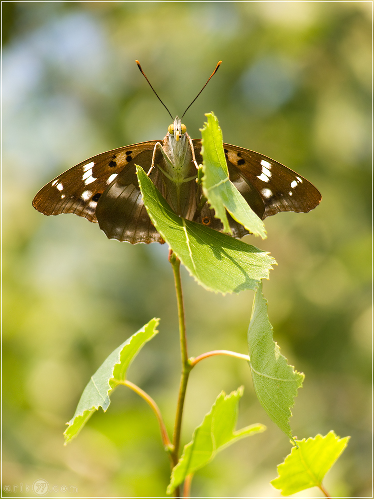 Kleiner Schillerfalter - Apatura ilia