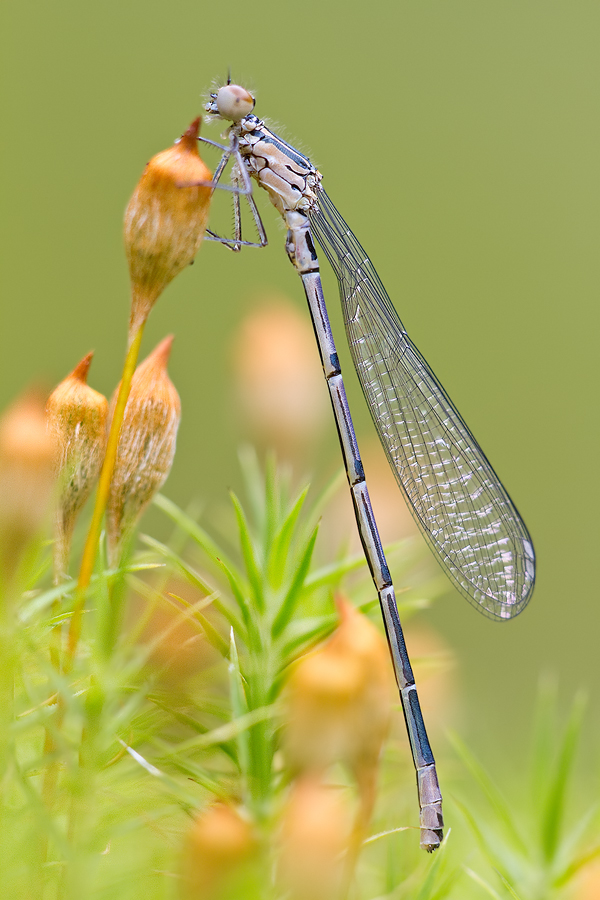 junges Männchen der Hufeisen-Azurjungfer (Coenagrion puella)