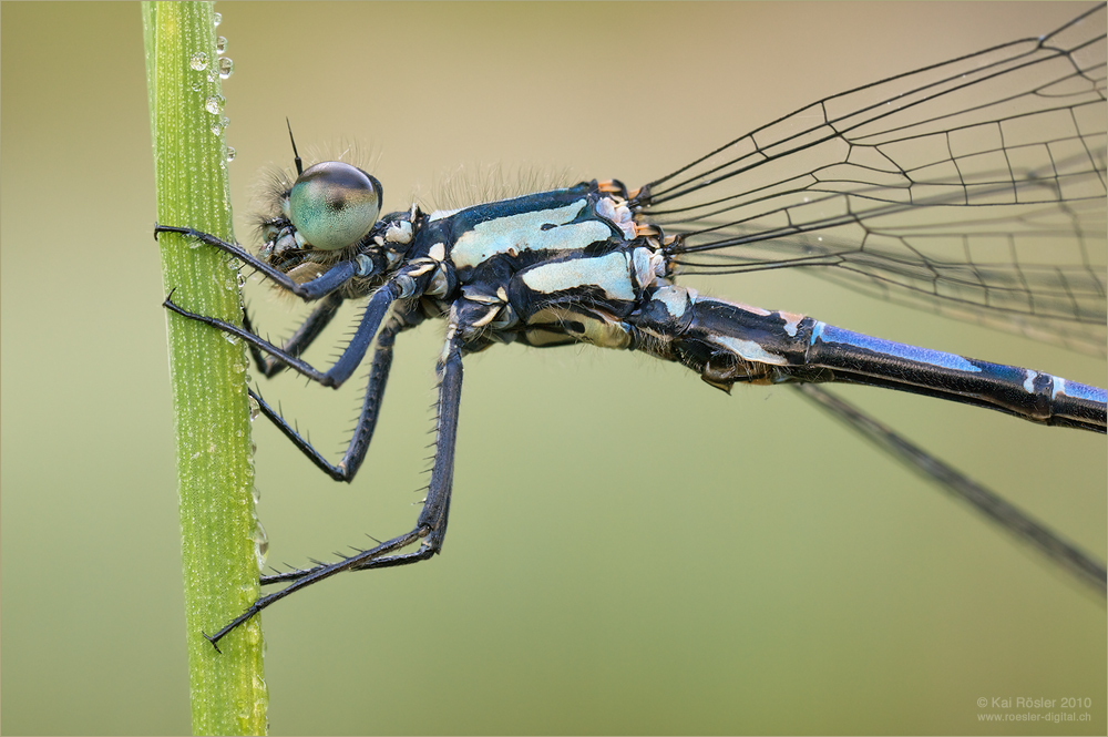 Sibirische Azurjungfer (Coenagrion hylas)