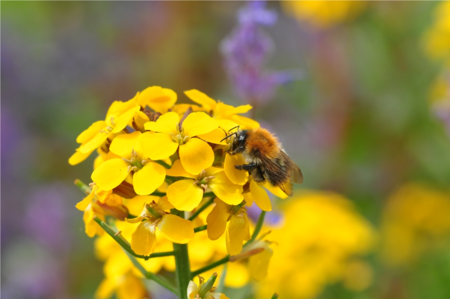 Hummel