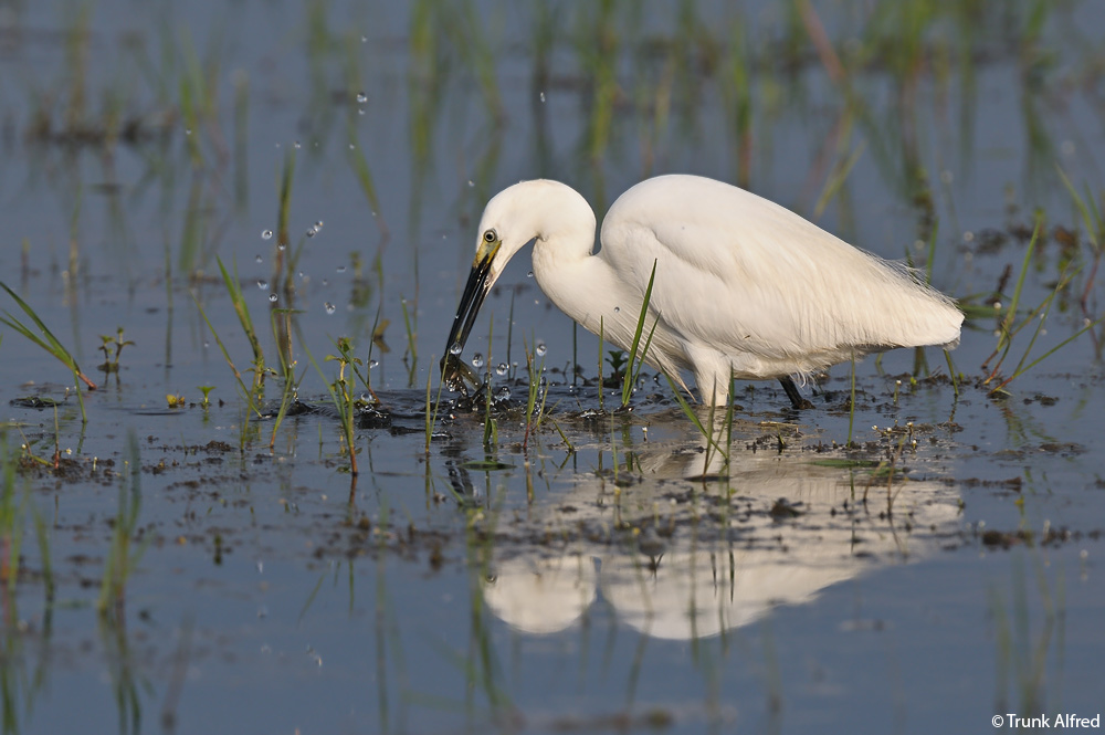 Seidenreiher, Egretta garzetta, Little Egret