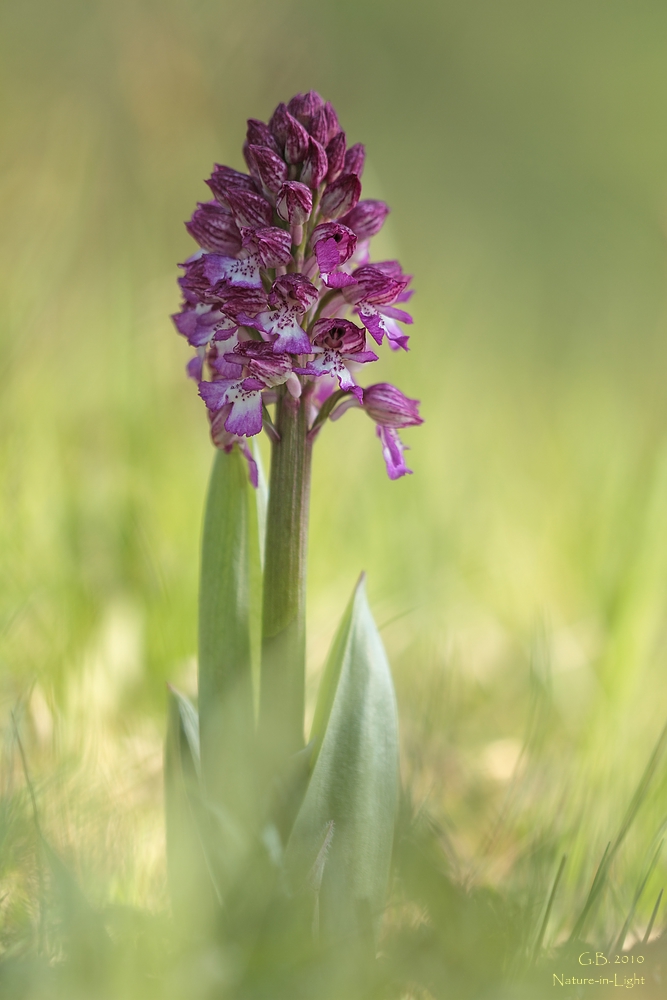 ~Orchis x hybrida~