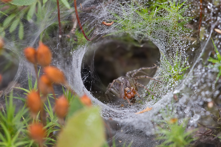 Labyrinthspinne (Agelena labyrinthica) im Tunnel ihres Trichternetzes