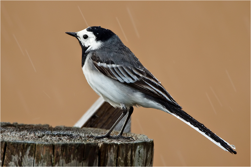 Bachstelze im Regen
