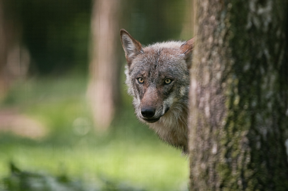 Europäischer Wolf ( Canis Lupus )