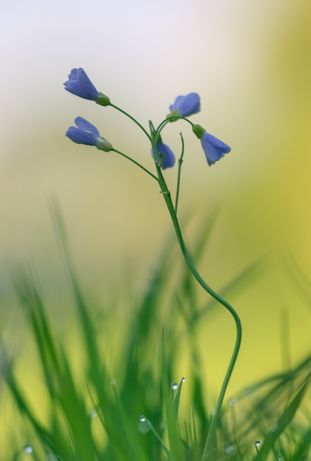 Wiesenschaumkraut