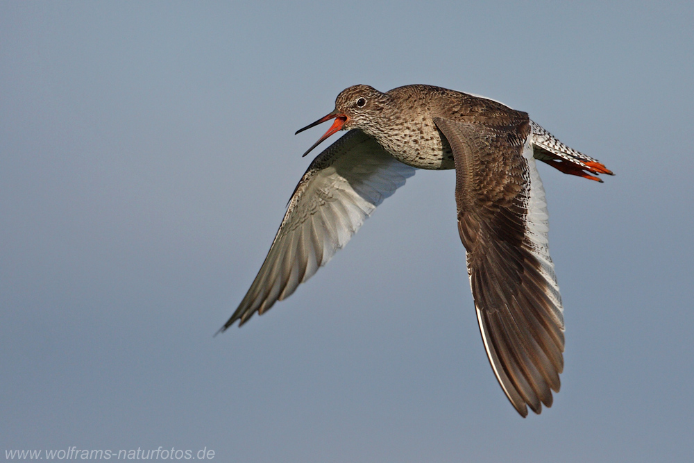 Rotschenkel (Forum für Naturfotografen)