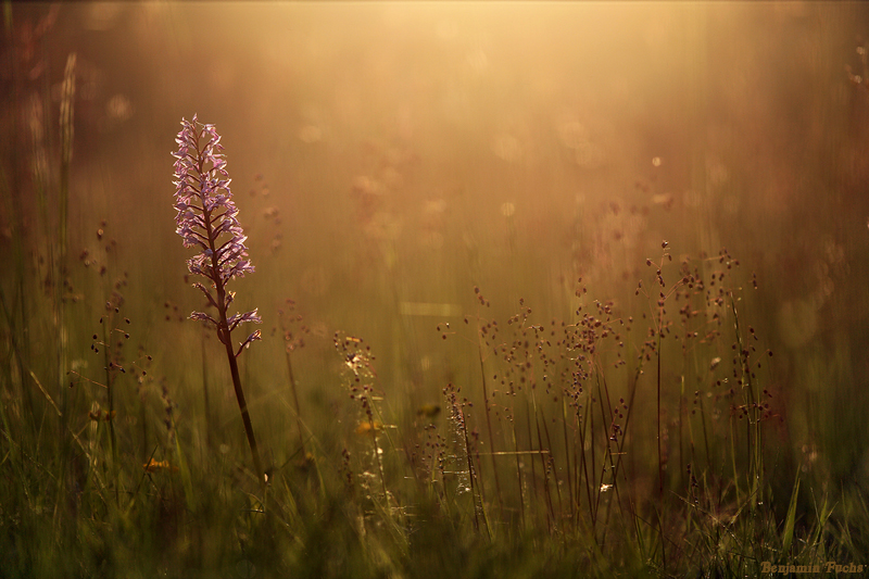 Orchis militaris