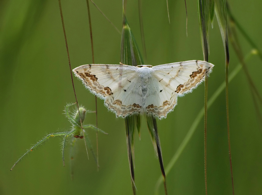 Spanner (Scopula ornata) mit Spinnchen...