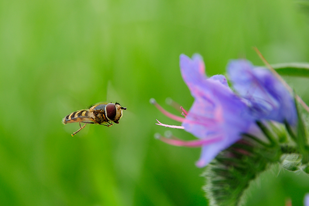 Schwebfliege an Natternkopf