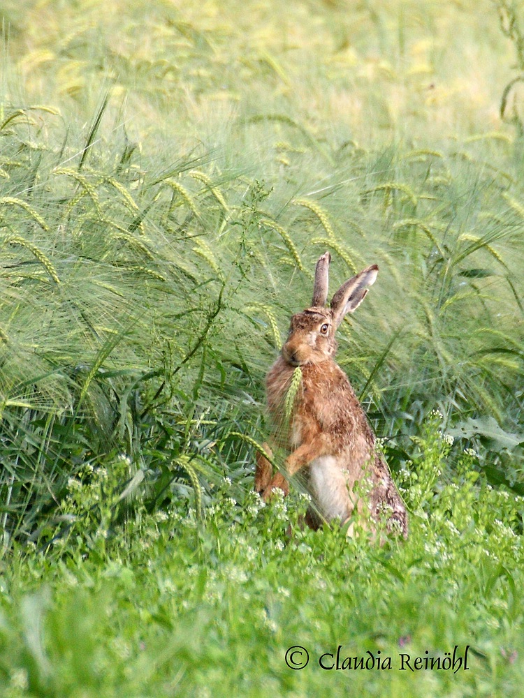 Krawatten-Hase