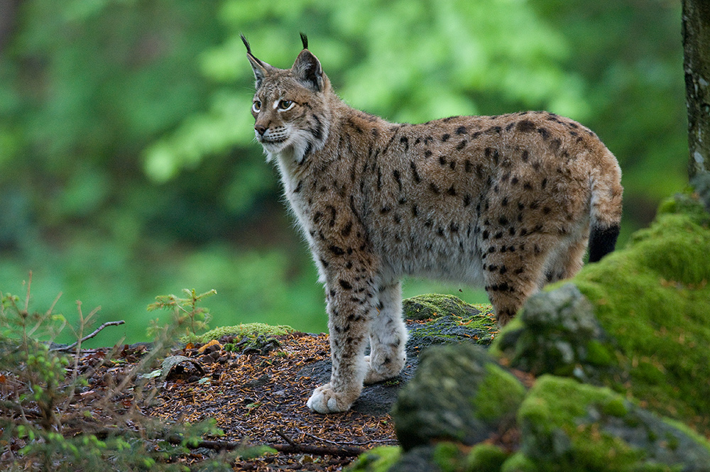 Luchs (Forum für Naturfotografen)