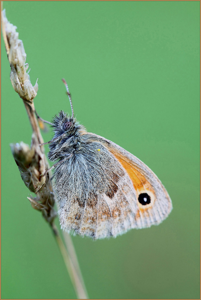 Großes Auge