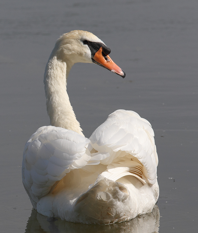Schwan