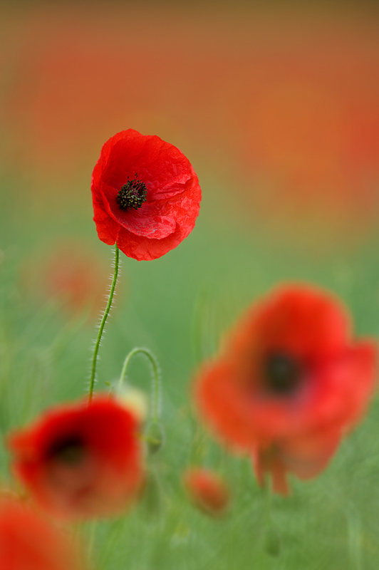 Klatschmohn!