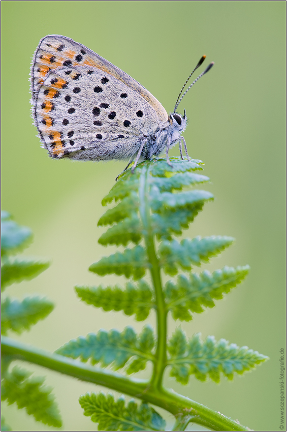 Brauner Feuerfalter (Lycaena tityrus)