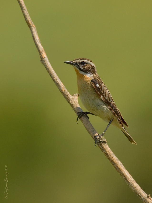 Braunkehlchen "Saxicola rubetra"