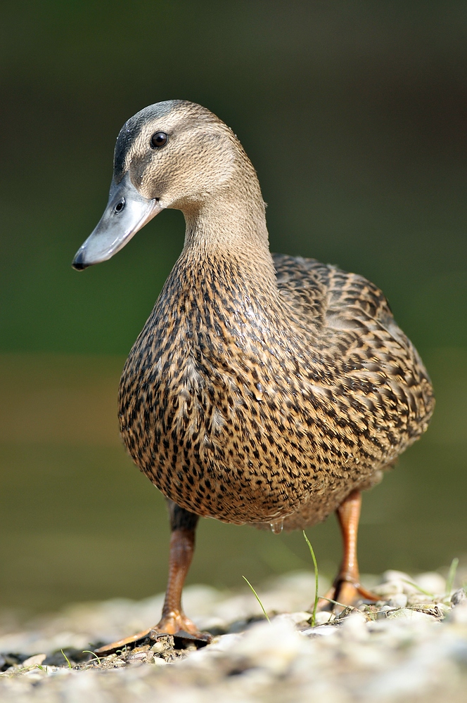 Irgendwie lächelt sie - Stockente (Anas platyrhynchos)