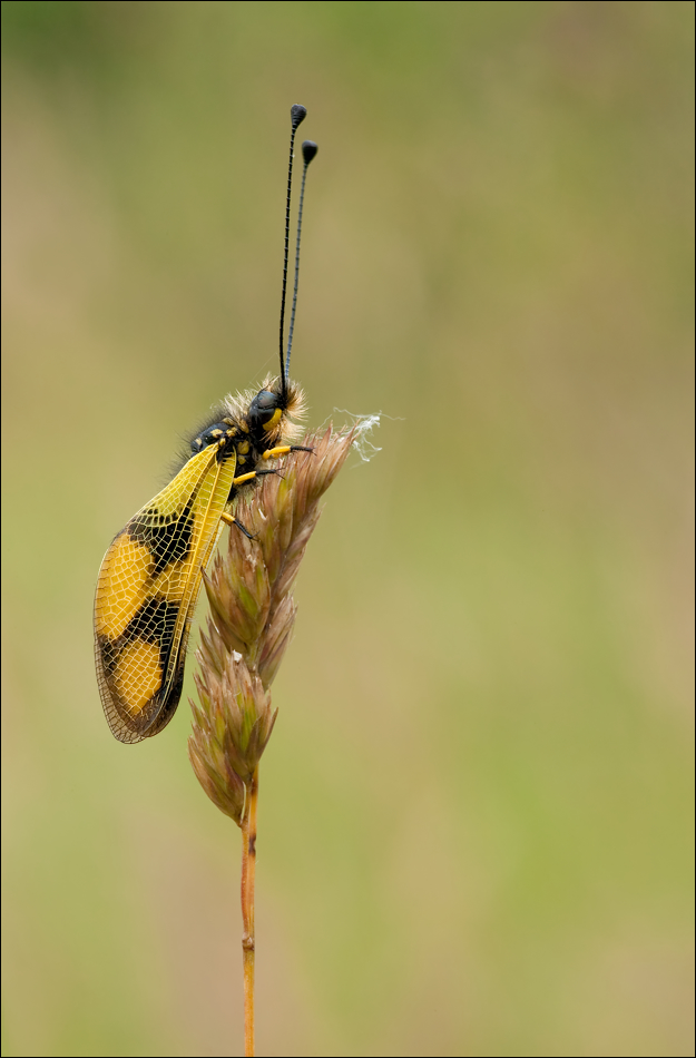 Libelloides macaronius