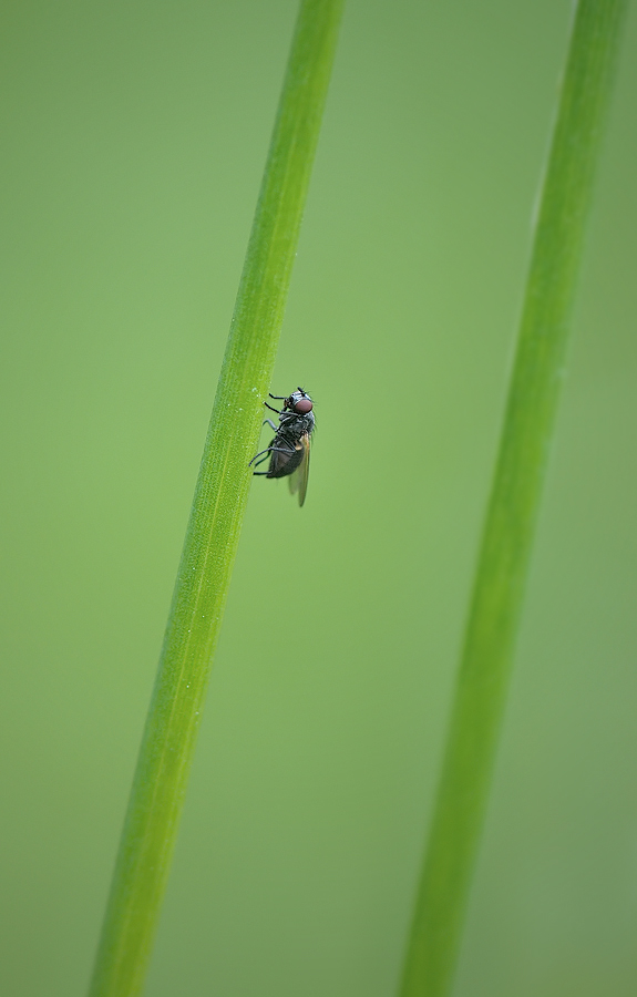 "Kleine Fliege in ihrer grünen Welt"