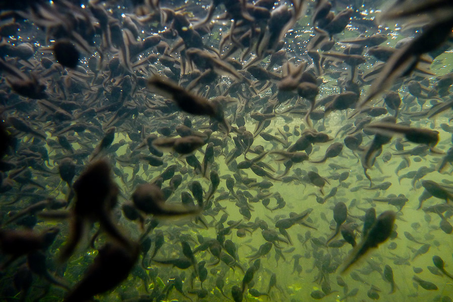 Kein Fisch-Schwarm ...