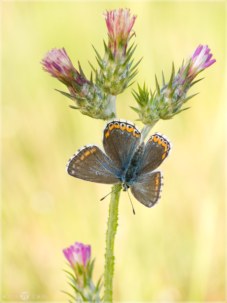 Himmelblauer Bläuling -  Polyommatus bellargus