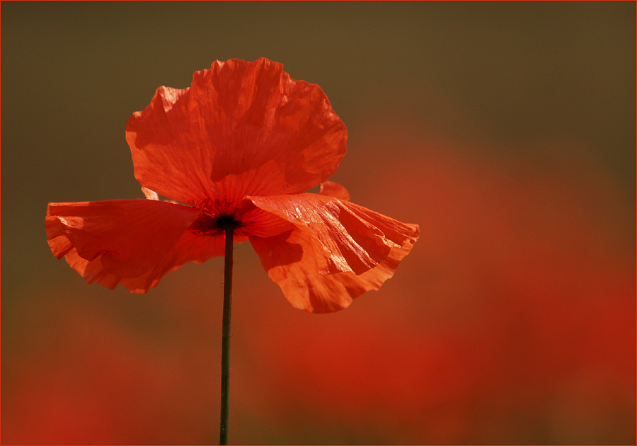 ~ red ~