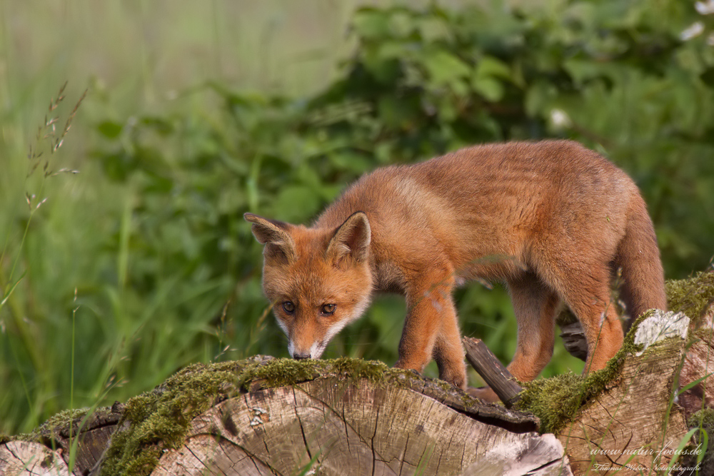 Rotfuchswelpe (Vulpes vulpes)