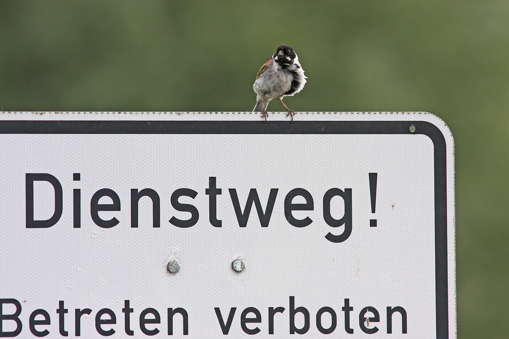 Einer passt immer auf...