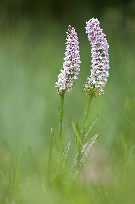 Orchidee!