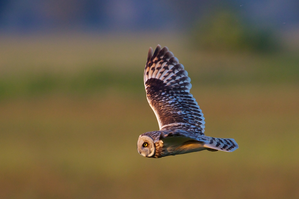 Sumpfohreule im Flug