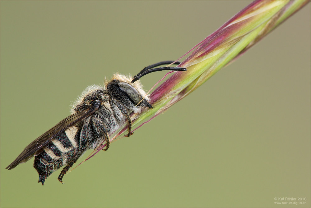 Bienenschlaf