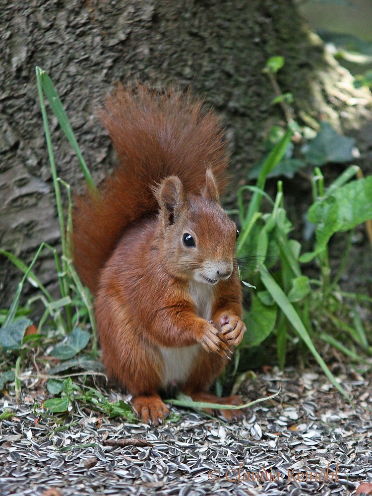 Hörnchen