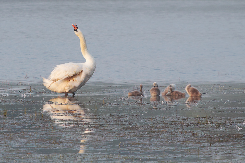 Höckerschwan mit Jungen #1