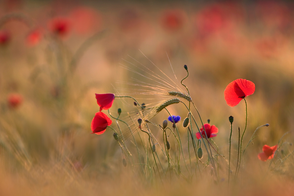 Eine Blumeninsel im Kornfeld