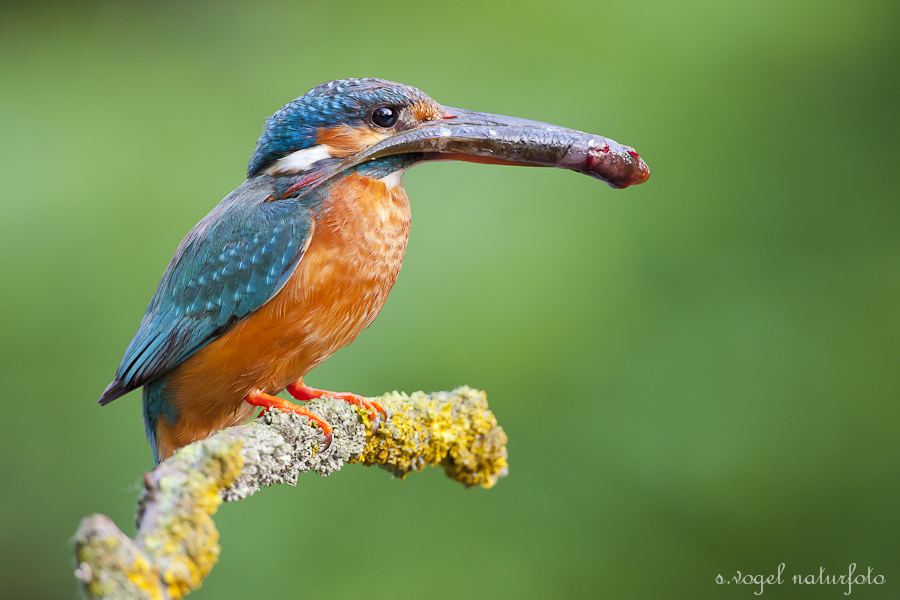Eisvogel