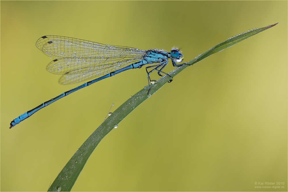 Hufeisen-Azurjungfer (Coenagrion puella)