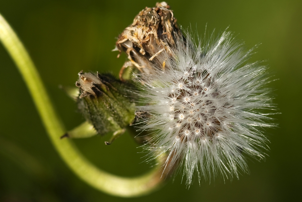 Pusteblume