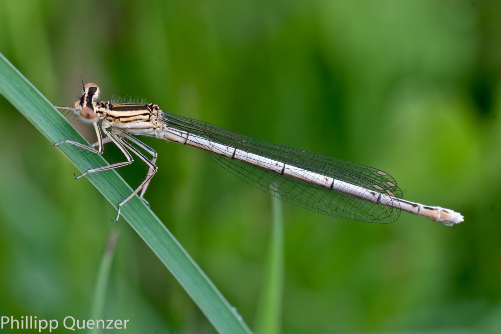 Libelle....