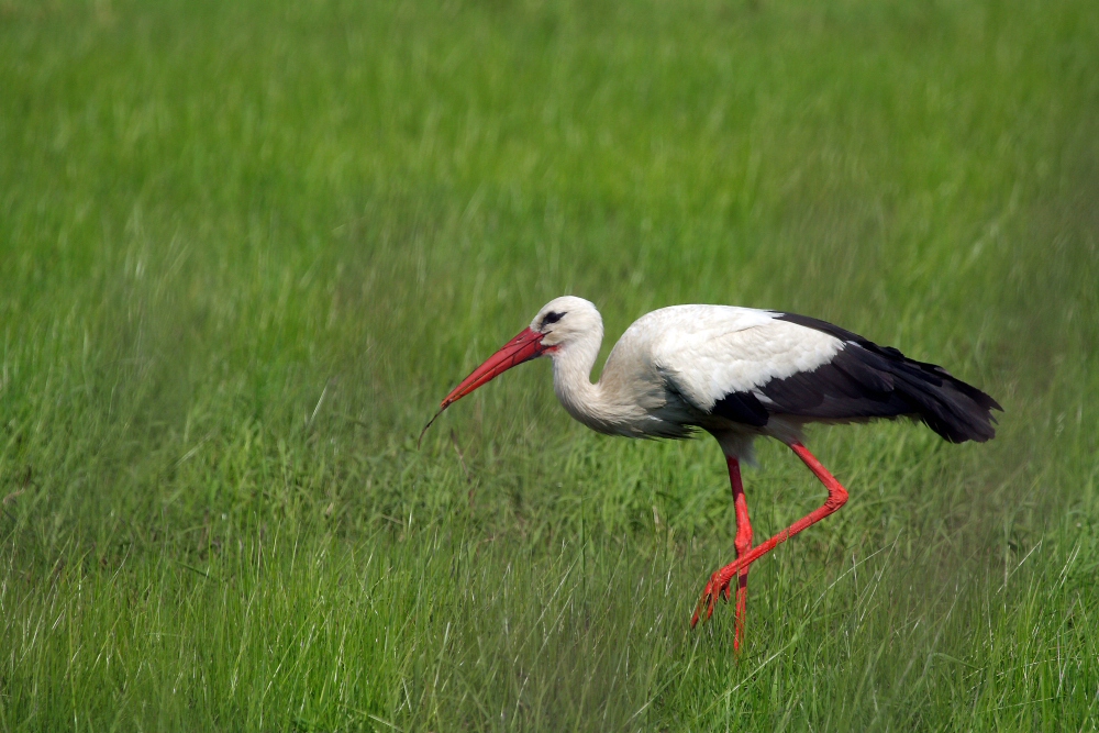 Storch