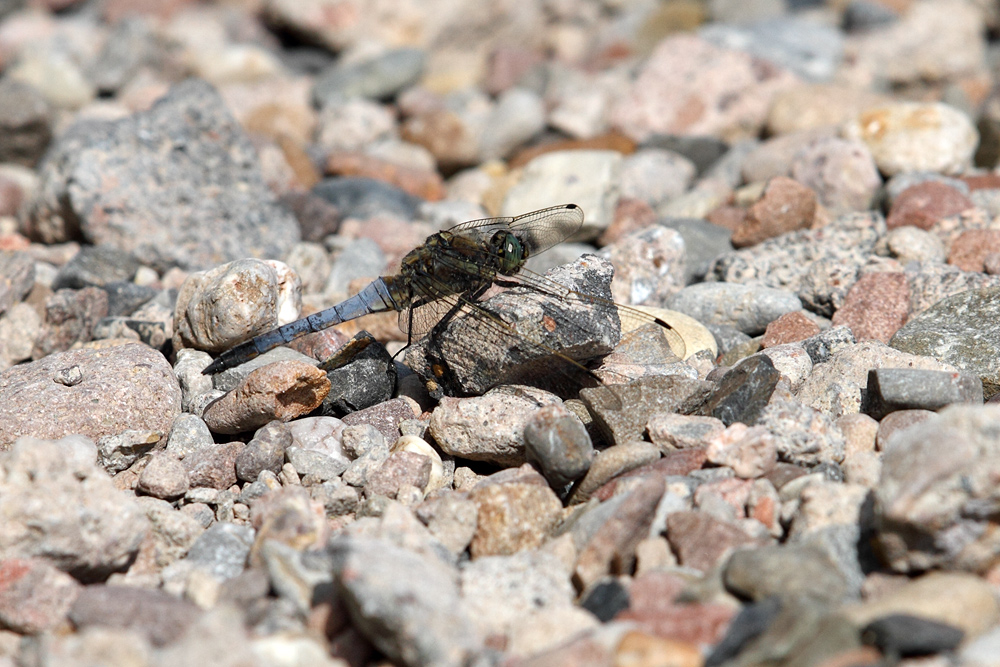 Libelle