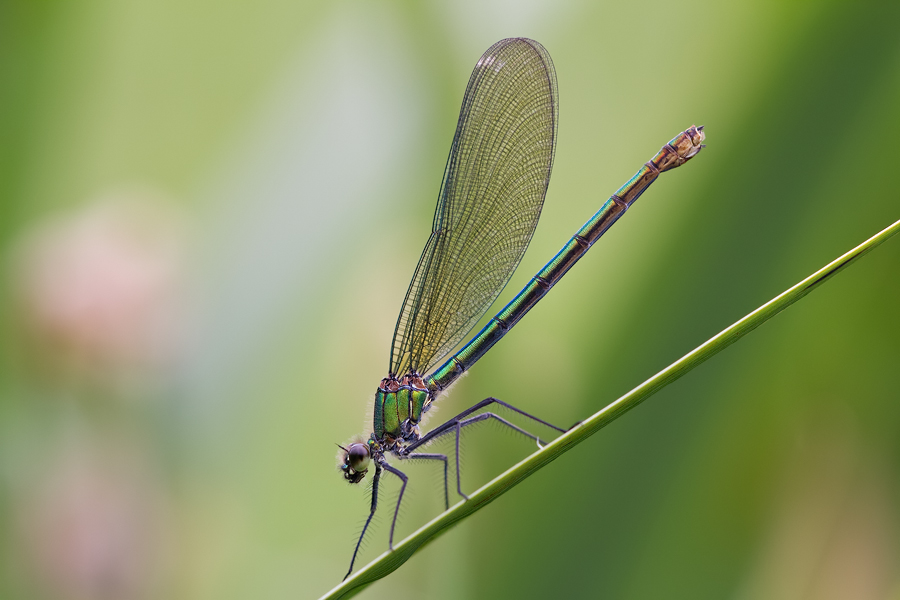 Weibchen der Gebänderten Prachtlibelle (Calopteryx splendens)