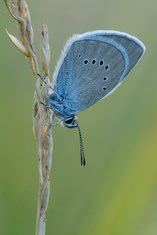 ~ Blaues Fähnchen ~
