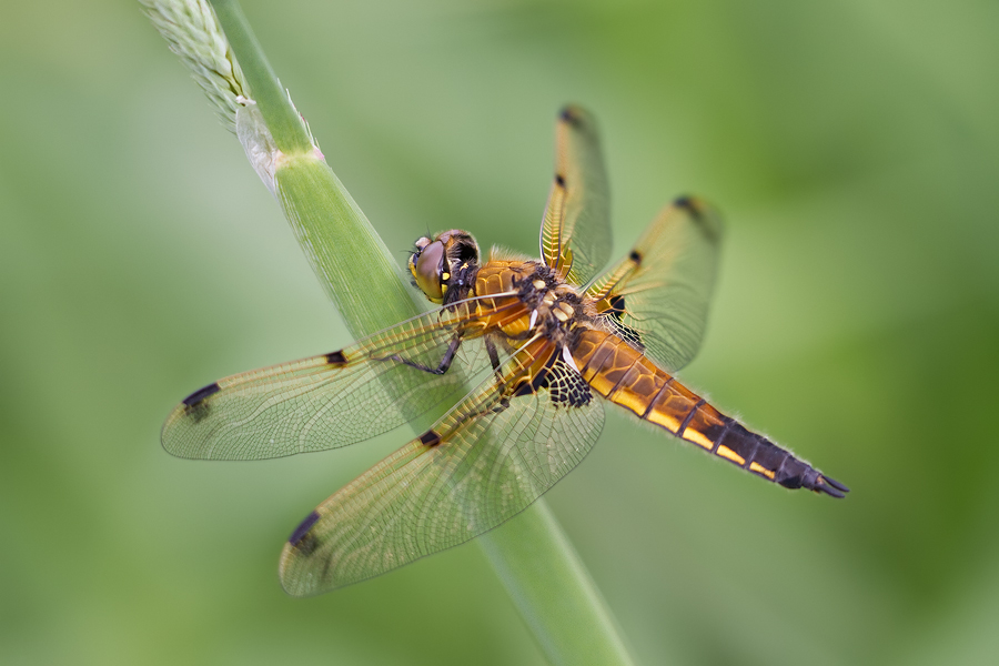 Vierfleck (Libellula quadrimaculata)