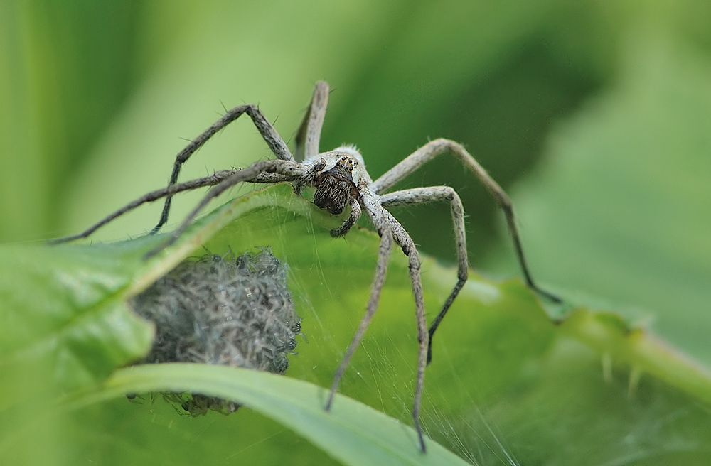 Raubspinne