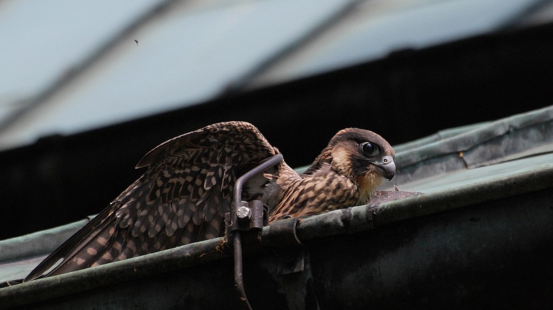 Angst vorm Fliegen