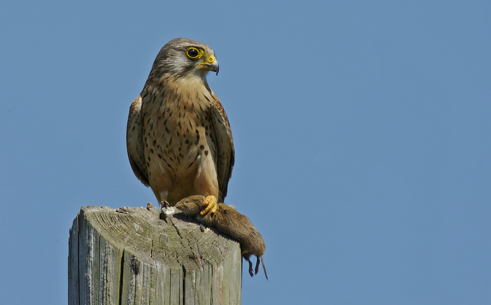 turmfalke mit beute