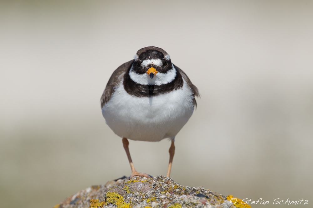 Sandregenpfeifer  (Charadrius hiaticula)